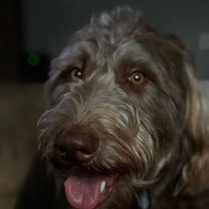 Meet your Posher, Dustin